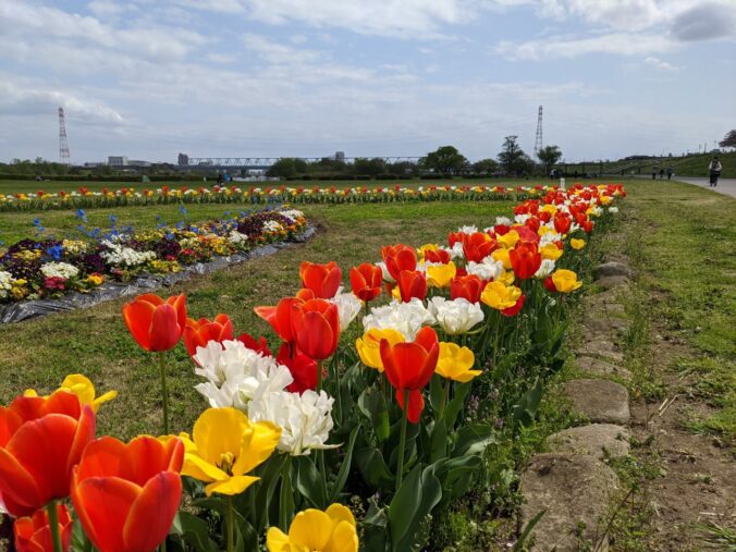 葛飾柴又寅さん記念館近くのチューリップ その2
